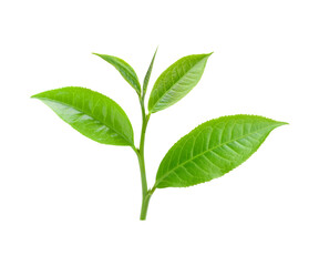 tea leaf on transparent png