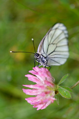 Aporia crataegi