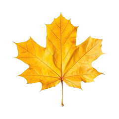 Naklejka na ściany i meble Top view perfect yellow sugar maple leaf isolated on cutout PNG transparent background. Generative AI