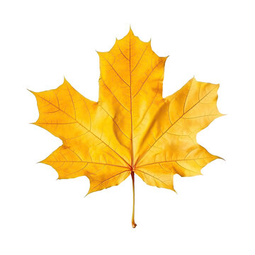 Top view perfect yellow sugar maple leaf isolated on cutout PNG transparent background. Generative AI