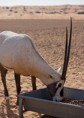 Oryx antelope roaming across the orange Dubai desert dunes