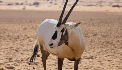 Oryx antelope roaming across the orange Dubai desert dunes