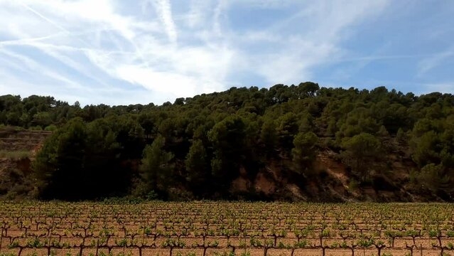 Agricultural area in France with vineyards and olive trees and blue sky with veil clouds