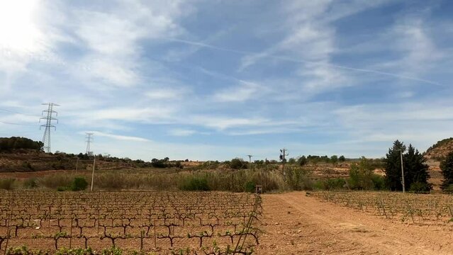 Agricultural area in France with vineyards and olive trees and blue sky with veil clouds
