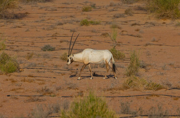 Oryx antelope roaming across the orange Dubai desert dunes