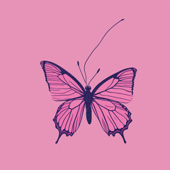 pink butterfly. vector