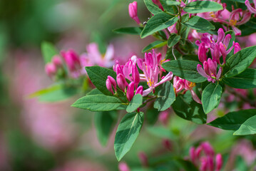 Pink Honeysuckle Growing In Spring