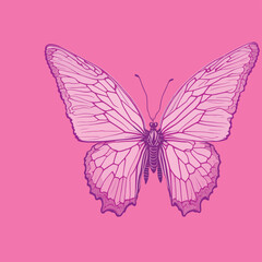 pink butterfly. vector