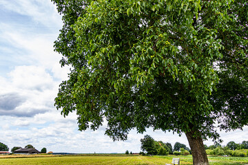 Landscape with huge old walnut tree (Juglans regia) in the middle of agricultural fields in midsummer. Hesse, Germany - obrazy, fototapety, plakaty