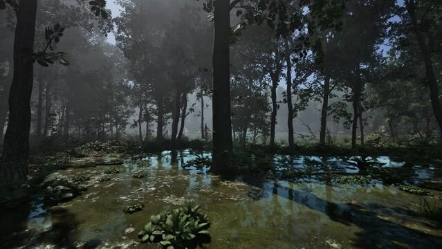 Fog and dawn of the sun in the swamp
