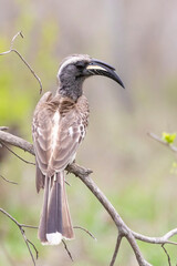 African Grey Hornbill (Tockus nasutus epirhinus) male, Limpopo, South Africa © gozzoli