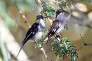 Fiscal Flycatcher (Sigelus silens) , Western Cape, South Africa