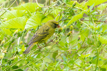 Male Forest Canary (Crithagra scotops umbrosus) foraging on a forest floor, Western Cape, South Africa