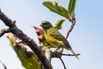 Forest Canary (Crithagra scotops umbrosus) perched on branch, Western Cape, South Africa