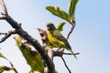 Forest Canary (Crithagra scotops umbrosus) singing from tree, Kirstenbosch Botanical Garden, Cape Town, South Africa