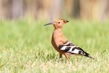 African Hoopoe (Upupa africana) Western Cape,South Africa © gozzoli