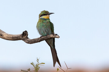 Swallow-tailed Bee-eater (Merops hirundineus hirundineus) Kgalagadi Transfrontier Park, Kalahari, Northern Cape, South Africa