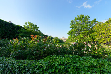Fototapeta na wymiar The garden of the Palais-Royal in Paris city