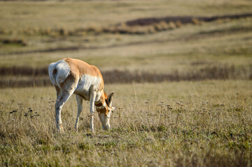 Naklejka premium Single Pronghorn Grazing