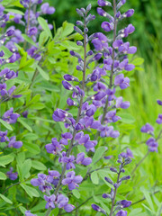 Baptisia australis called Blue wild indigo, bleu lupine-like flowers in erect spikes above a foliage mound of clover-like, trifoliate, bluish-green leaves  
