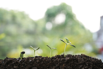 Sunflower growing sprout line up