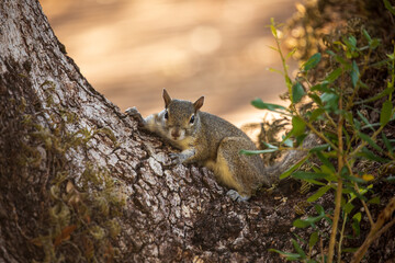 Squirrel in a tree, close up