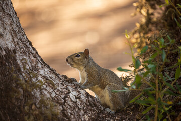 Naklejka na ściany i meble Squirrel in a tree, close up
