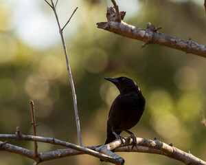 blackbird on a branch