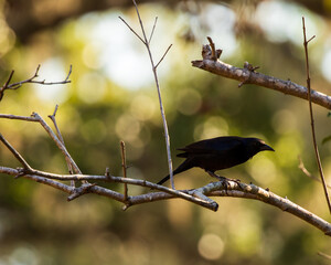 blackbird on a branch