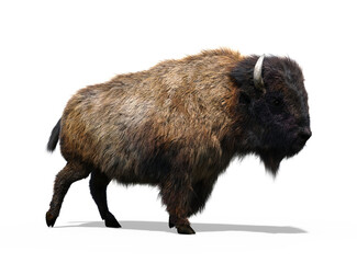 Buffalo