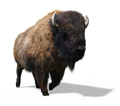 Buffalo 2