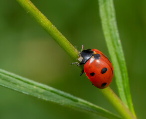 Ladybug