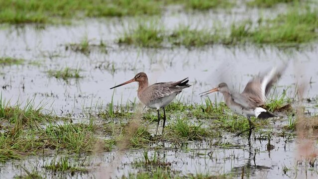 Black-tailed godwit pair mating in a wet meadow,  lower saxony, oxbog, spring, d&uuml;mmer lake, (limosa limosa), germany,