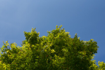 feuillage d'érable du Japon