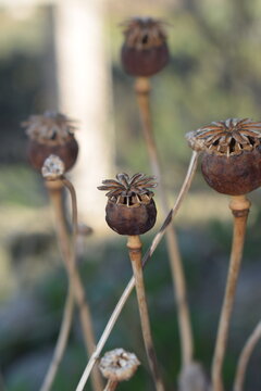 Dry capsule of poppy (Papaver sp.)