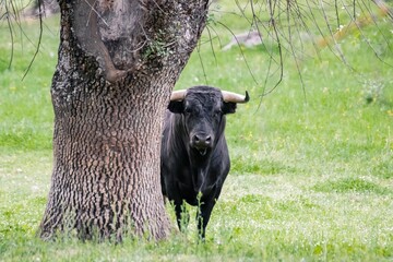 Brown fighting bull peacefully and free in a meadow, used in Spain to be tortured and killed during bullfights for fun. Selective focus, concepts.