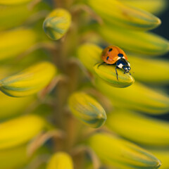 Detail of a ladybug among the yellow flowers of an aloe vera