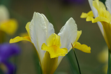 yellow iris flower in the garden 
