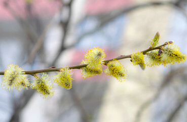 Willow catkins in spring. Willow catkins tree.
