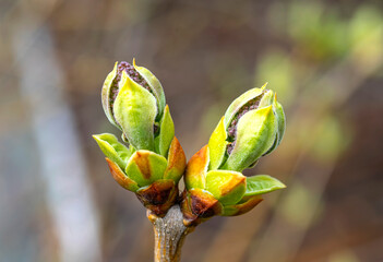Flower buds, lilac buds close-up spring