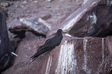 Magnificent Frigatebird