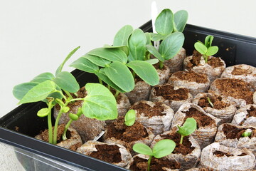 plant germination from seeds in peat pellets tray in potting soil for cultivation in garden