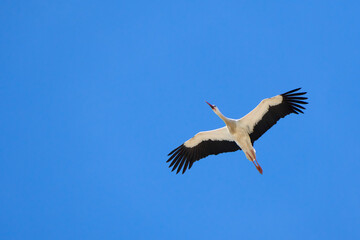 flying white storks, ciconia ciconia, in Andalusia near Jerez de la Frontera, Spain