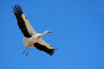 Fototapeta na wymiar flying white storks, ciconia ciconia, in Andalusia near Jerez de la Frontera, Spain