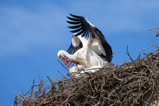 white storks, ciconia ciconia, nesting in a storks colony in Andalusia near Jerez de la Frontera, Spain