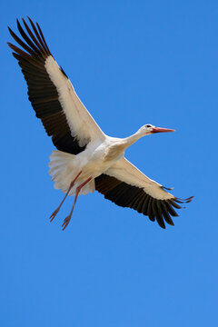 flying white storks, ciconia ciconia, in Andalusia near Jerez de la Frontera, Spain