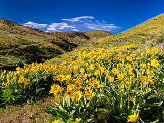 Hillside covered with yellow wildflowers near Boise Idaho