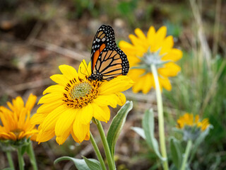 Small Monarch Butterfly on a yellow flower