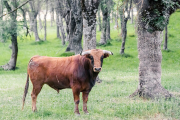 Brown fighting bull peacefully and free in a meadow, used in Spain to be tortured and killed during...