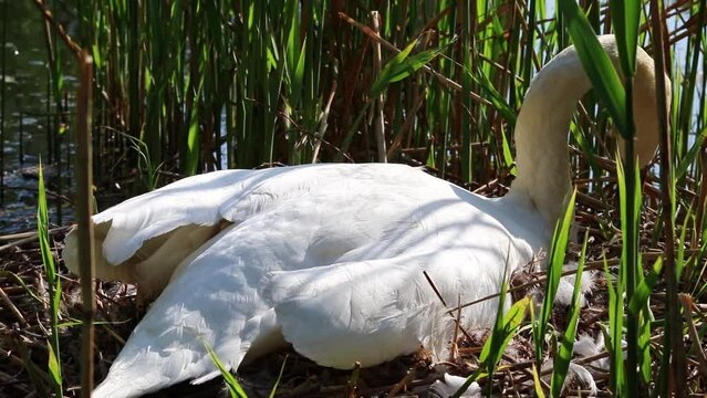 Graceful white swan breeding in nest with eggs as white cygnus at lake shore in mating and breeding season hatching his eggs and sleeping on his eggs to keep them warm and get little swans in close-up